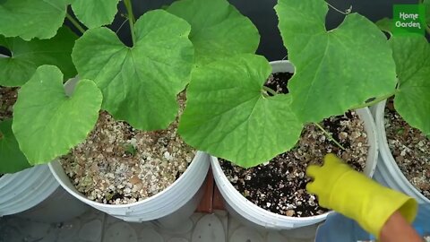 Growing Snow Leopard Melon,bear fruit all summer