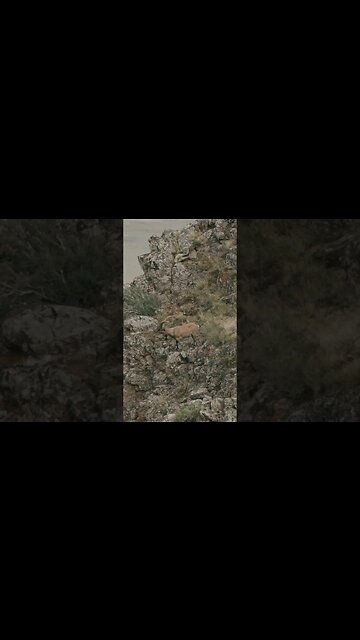 Ibex from 330 yards out - scenes from "Lost In Mongolia" #shorts