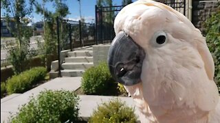 Cockatoo performs outdoor concert