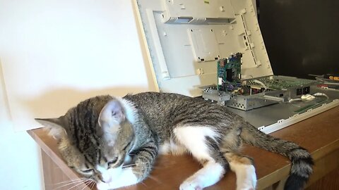 Computer Repair Cat Takes a Bath