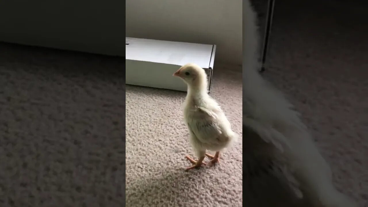 Chicken talking Over coffee