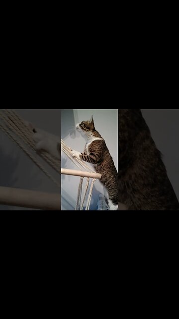 Adorable Little Cat Tries to Climb on a Chair #shorts