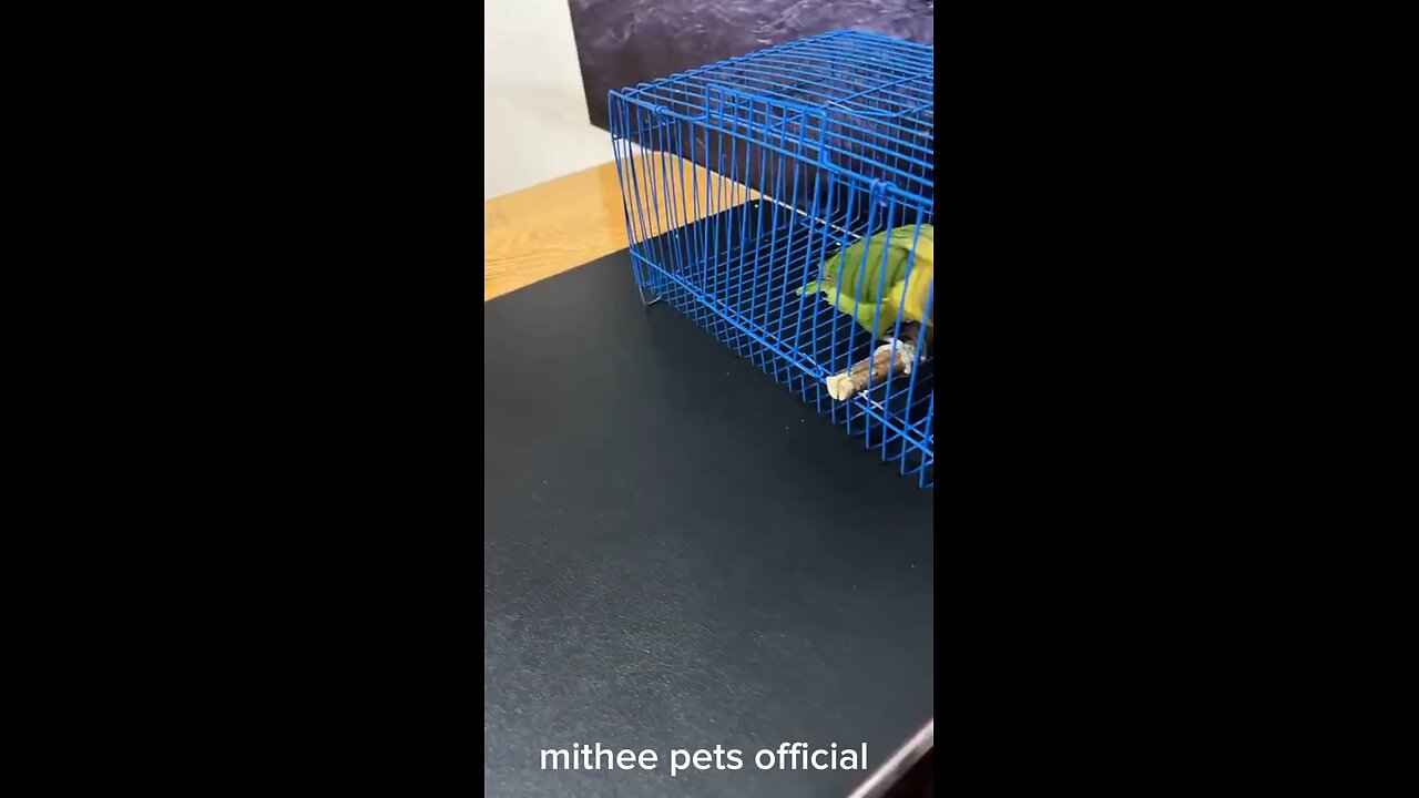 cute parrot 🦜#rumble#mithee123