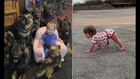 Tot raised with six German Shepherds has mastered the 'Mowgli walk'