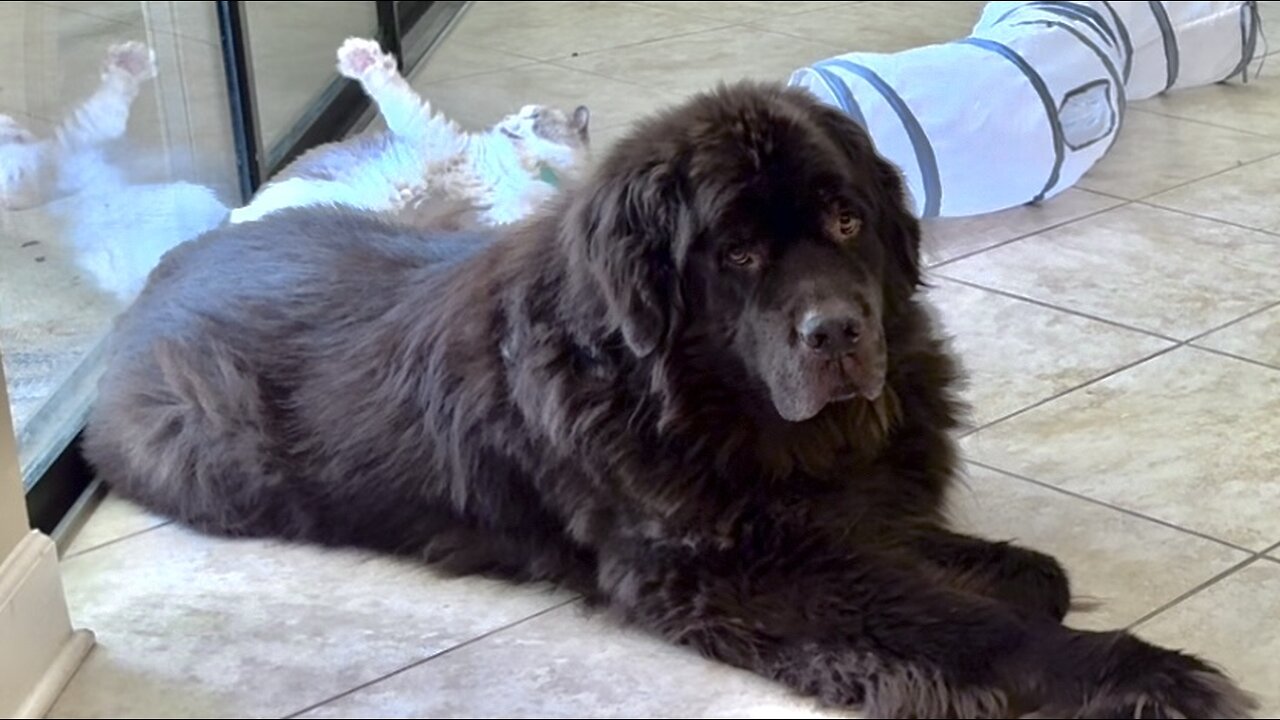 Dramatic Ragdoll reacts to Huge Newfy sitting on his tail