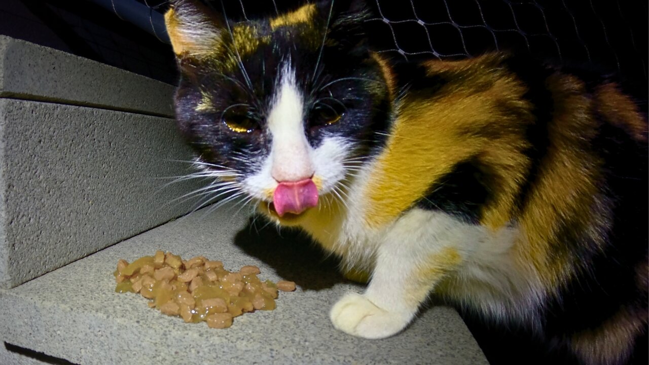 Hungry Stray Calico Is Expecting Us! - Feeding Stray Cats