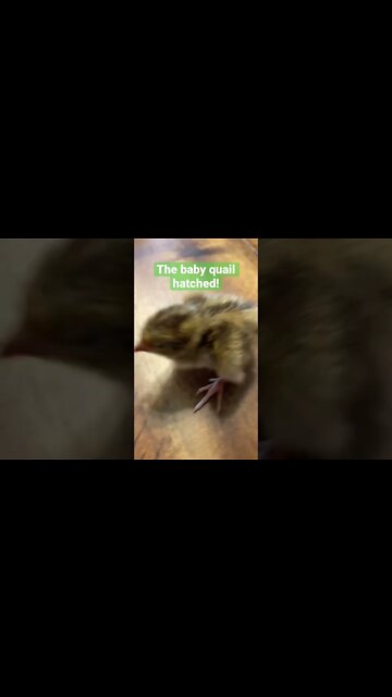 Our sweet baby quail are here!!! #shorts #hatchingeggs #quaileggs