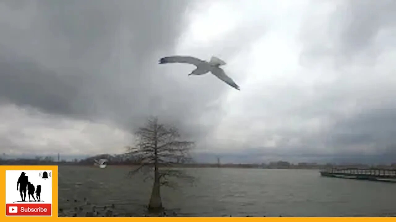 Relaxing Pond Spotting Late Winter