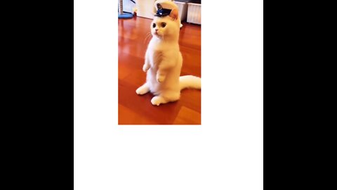 My cute caption cat #Funny cats moment #cats are really cute❤