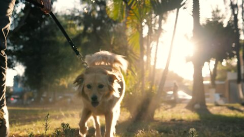 Dog walking with its owner in a park .