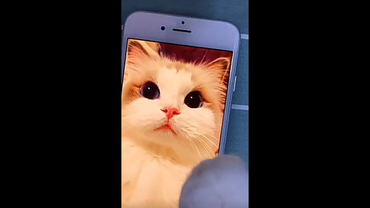 Cute and funny cat videos compilation