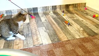 Kitten has a Lot of Energy