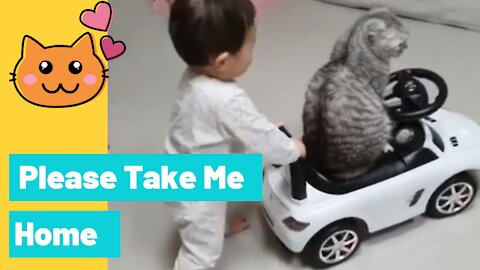 Baby Drive Cat Home