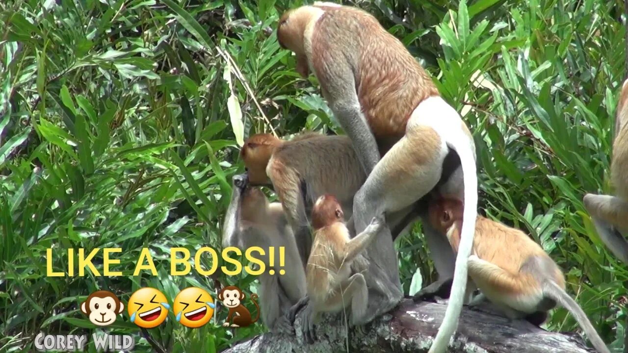 Funny Monkey Buisness! Try not to Laugh! #monkey #funnyanimals #funny