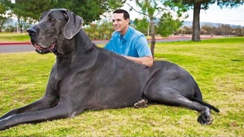 THE BIGGEST DOGS In The World