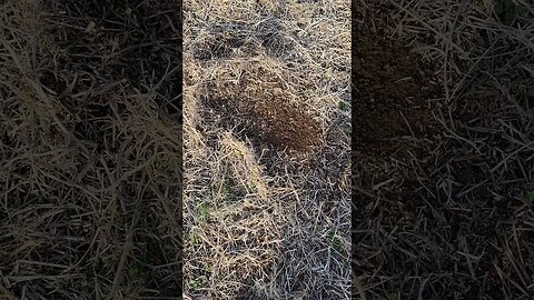 What Does a 150+ Year Old Confederate Bullet From The American CW Sound Like With a Metal Detector?