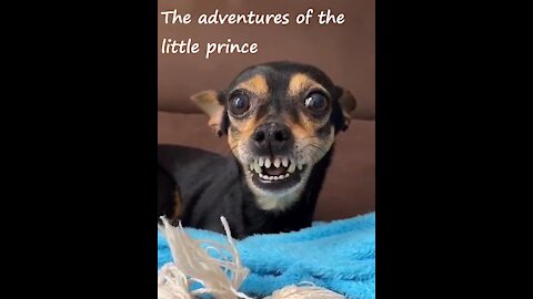 The adventures of the little prince