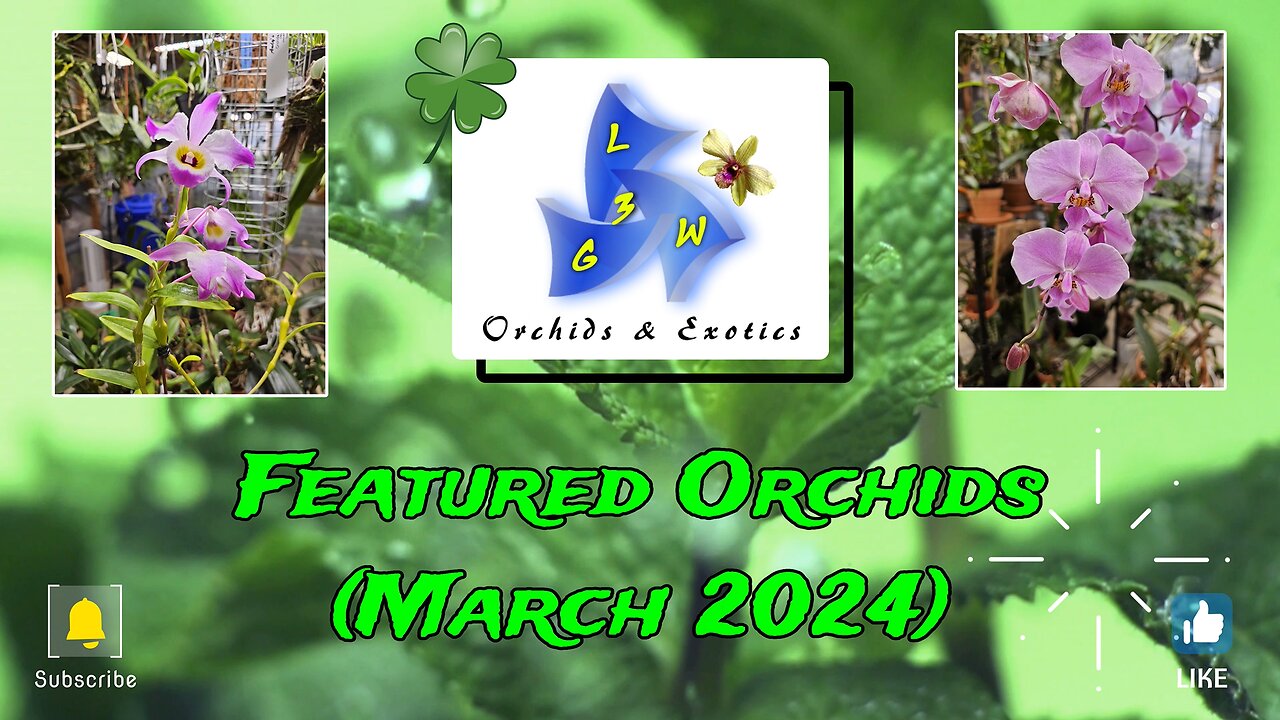 Featured Orchids (March 2024)