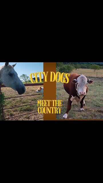 City Dogs Meet the COUNTRY