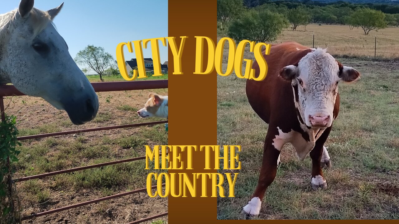 City Dogs Meet the COUNTRY