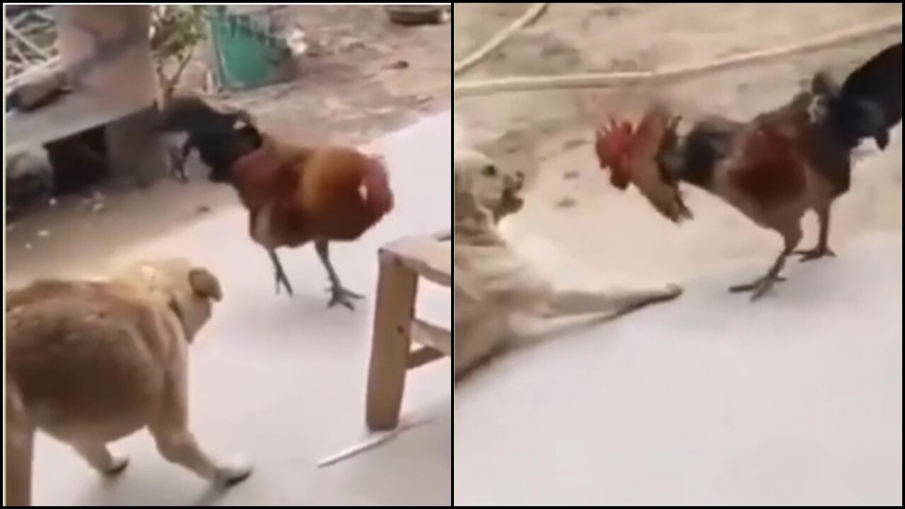 Chicken wants to fight Dog. SEE!