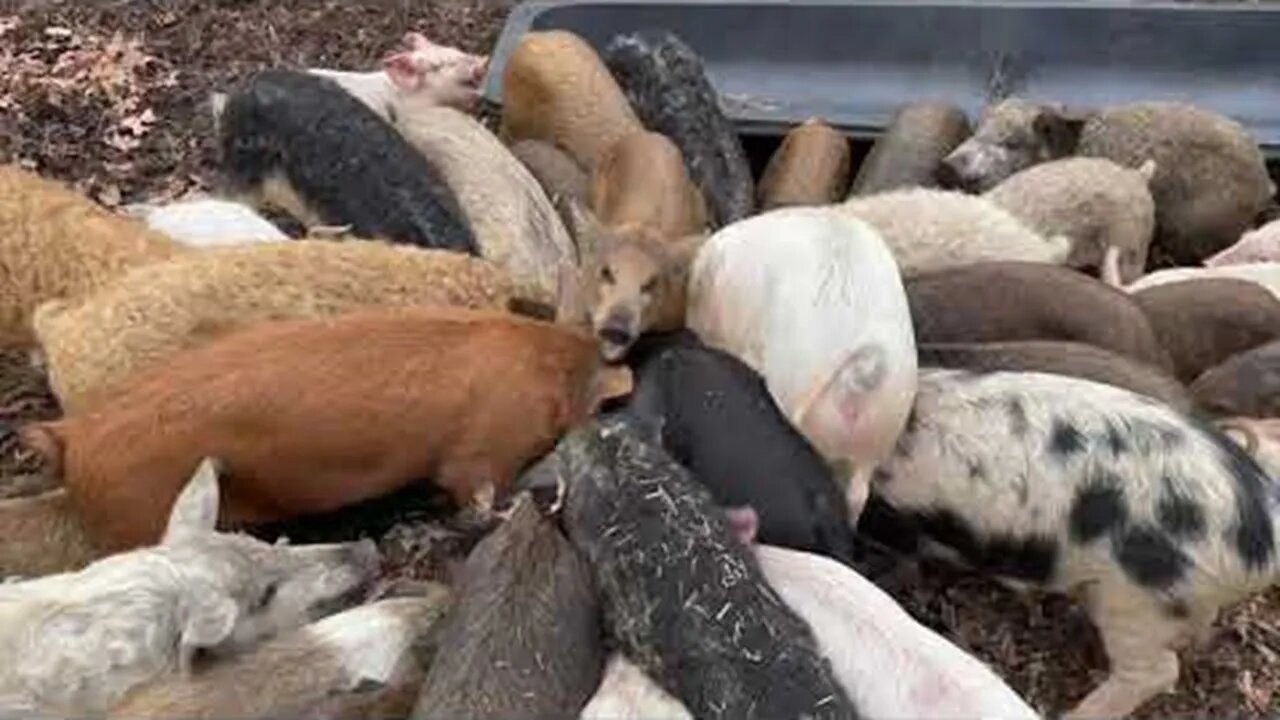 Should You Collect Fall Leaves for Your Pigs?