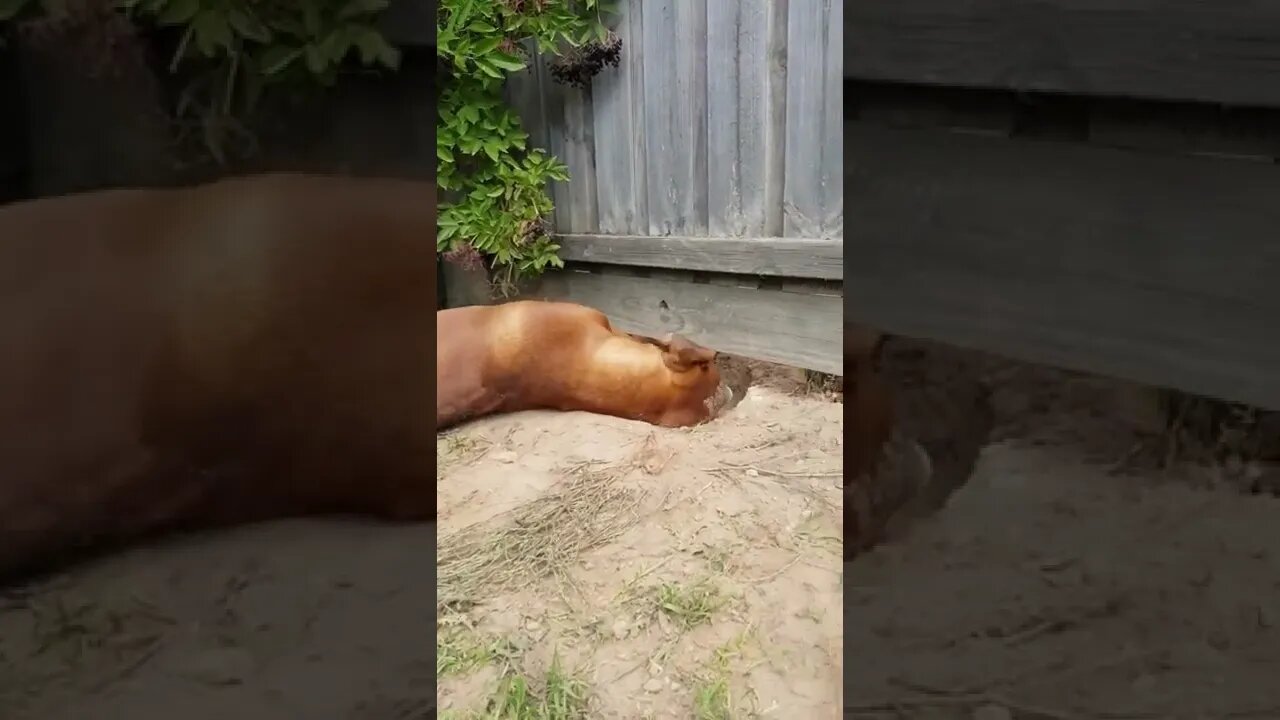Neighbor dogs dig hole under fence to play with each other