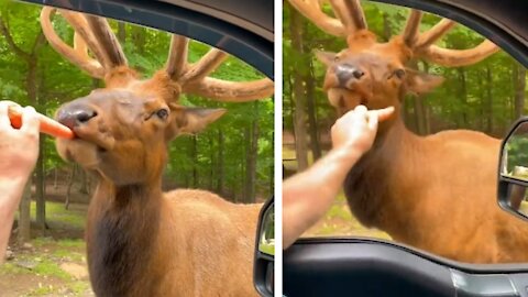 Feeding animal in Funny style