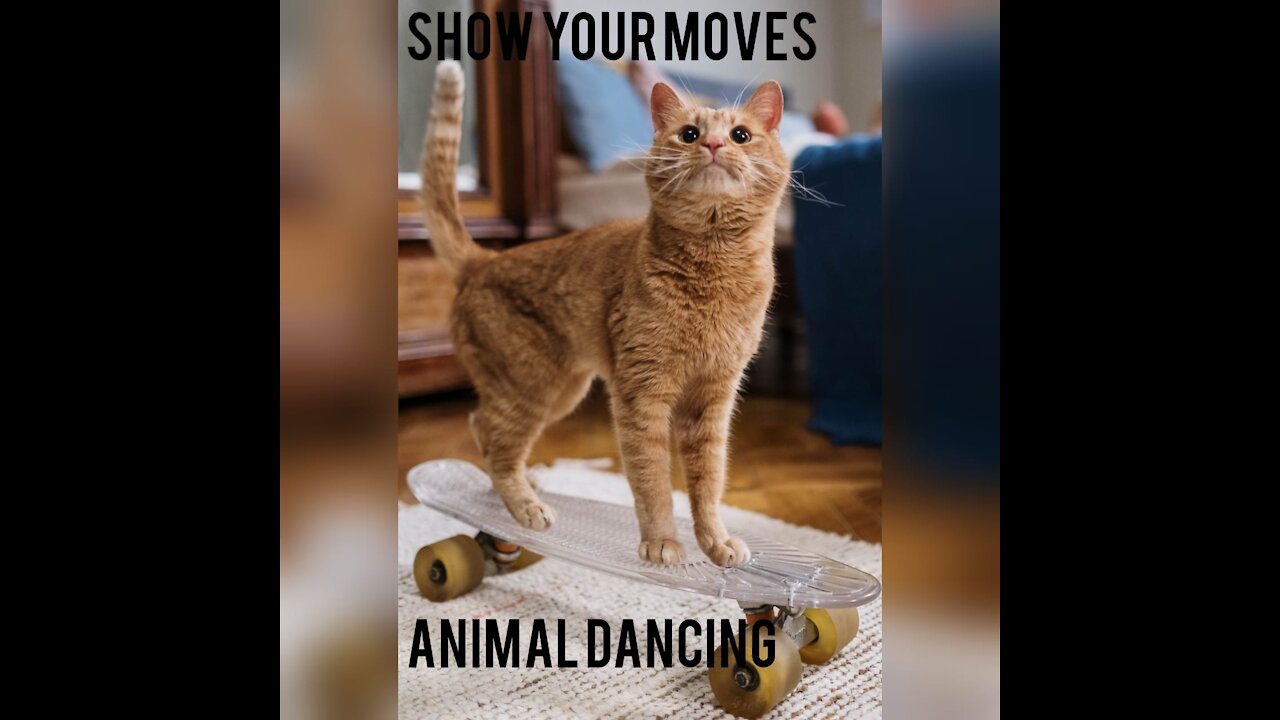 Cute and funny animal dancing to the beat compilation, animal moves