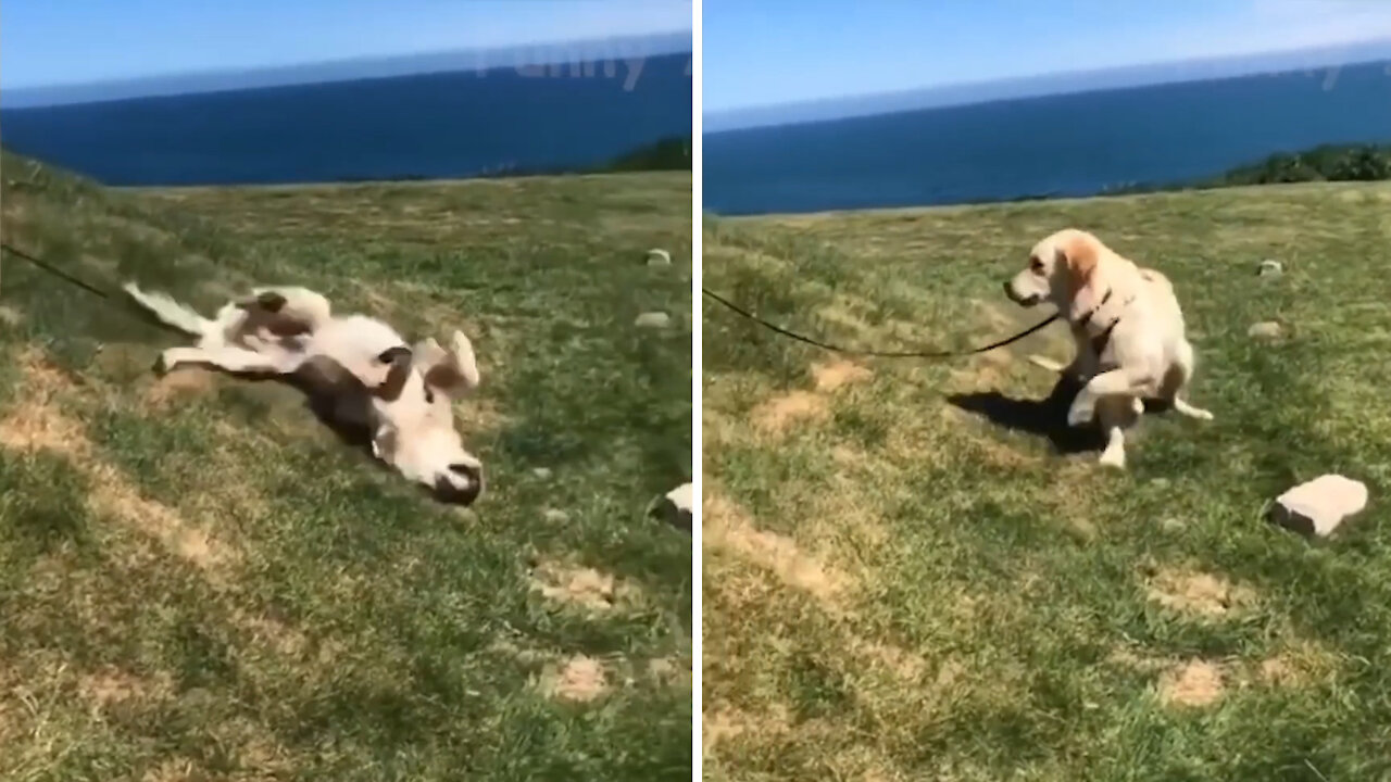 Dog sliding down the hill