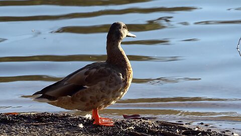 CatTV Duck cleaning and swim away