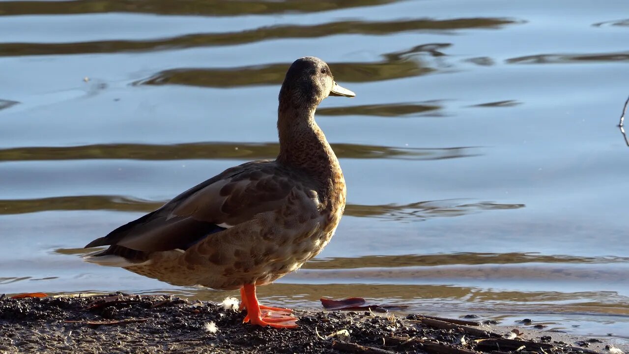 CatTV Duck cleaning and swim away