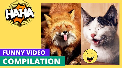 "Ultimate Funny Cats and Dogs Compilation | Hilarious Pet Moments to Brighten Your Day"