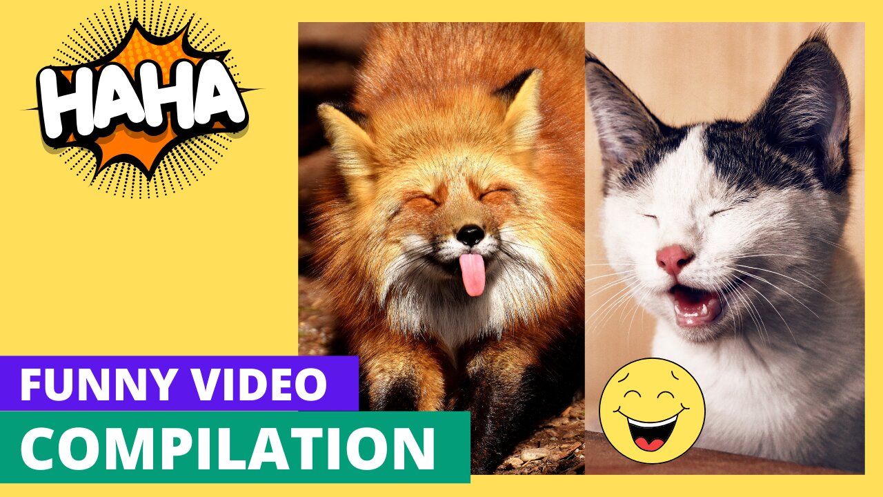 "Ultimate Funny Cats and Dogs Compilation | Hilarious Pet Moments to Brighten Your Day"