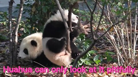 Smart and lovable panda