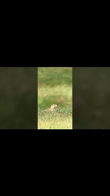 Prairie dog vaporized at 150 yds🎯 #shorts