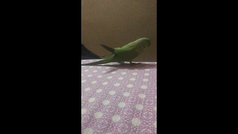 Crazy Parrot