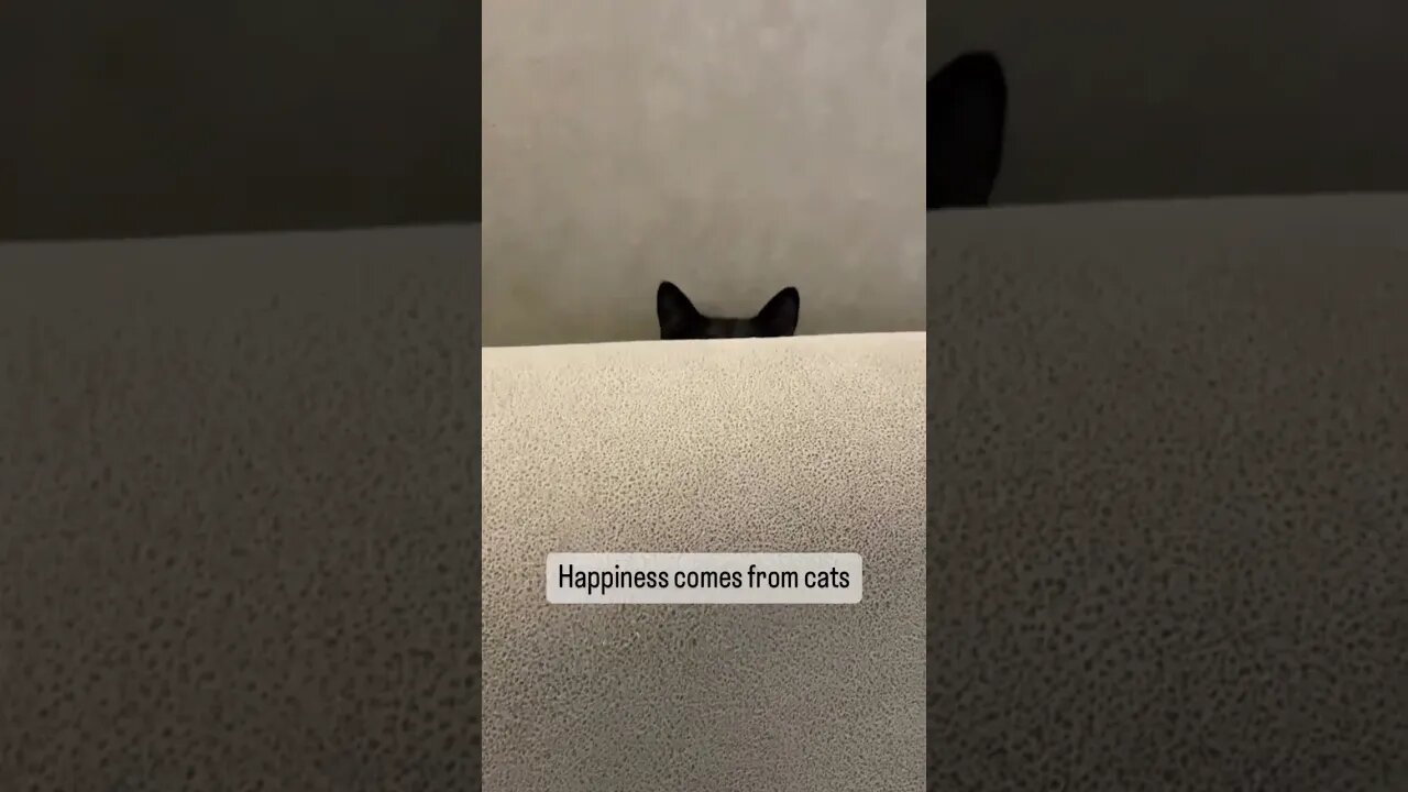 Cutest cat on internet gives advice on relationships