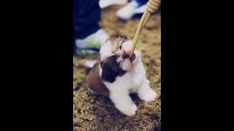 Baby dogs cute and funny Moment so adorable (try not to laugh) best cute video ever