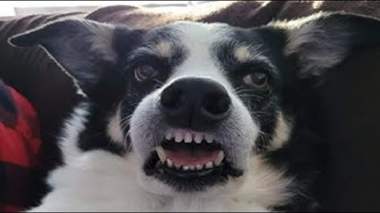 Animals funny moments dog and cat funny fails compilation best tiktok