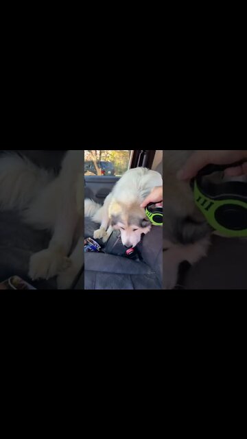 Hawkeye likes car rides too much…