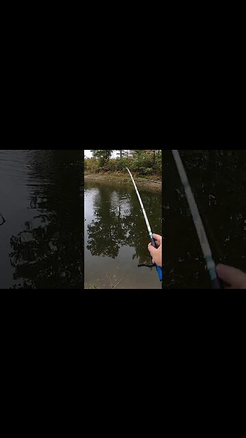 Never EVER losing a whopper plopper!