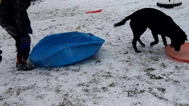 Dog Wants To Go Sledding Too