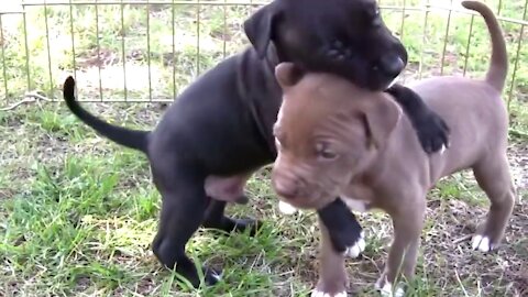 Sweetest Pitbull And Boxer Puppies!!!