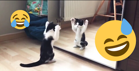 Funny cat😅😅😅😅😅👉