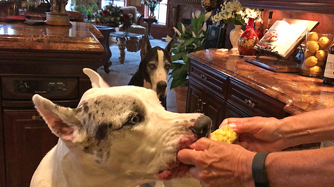 Funny Great Danes Enjoy Corn on the Cob