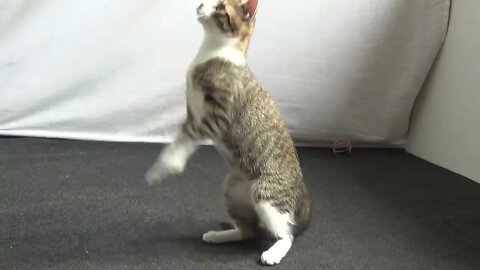 Kitten Breathing Like a Dog, with His Tongue Out