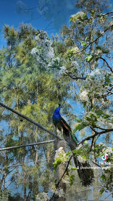 A peacock and beautiful flowers