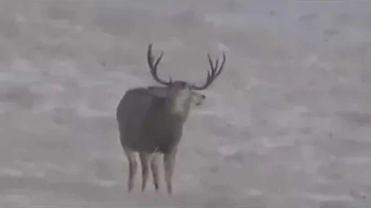 MONSTER BUCK CHECKING OUT THE AIR!