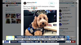 BPD therapy dog wishing everyone happy new year